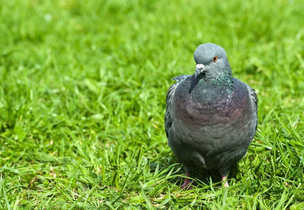 Common Grey Urban Pigeon Closeup Lawn Green Fresh Grass — Stock Photo, Image