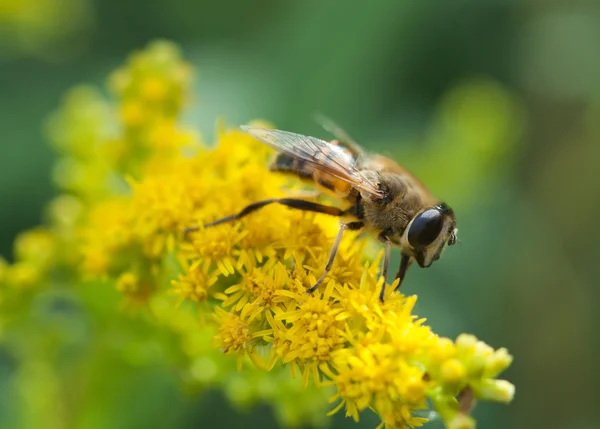 Imagen Naturaleza Que Muestra Detalles Vida Los Insectos Primer Plano — Foto de Stock