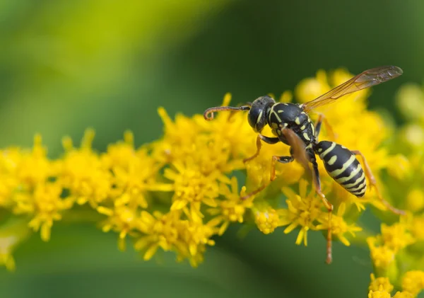 Nature Image Showing Detals Insect Life Closeup Macro Wasp Poliste — Stock Photo, Image