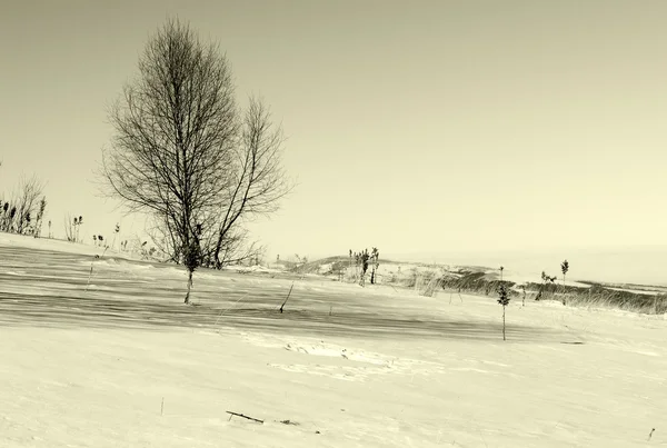 Sezonowy Charakter Obrazu Krajobraz Drzewa Samotny Wyjątkowe Zimowe Zboczu Góry — Zdjęcie stockowe