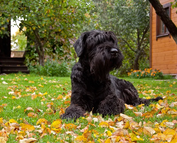 siyah dev schnauzer