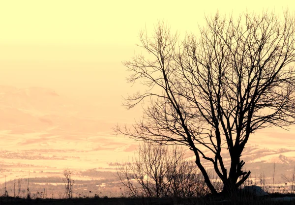Saisonales Naturbild Einsame Winterbaumsilhouette Mit Berglandschaft Und Skyline Horizont Als — Stockfoto