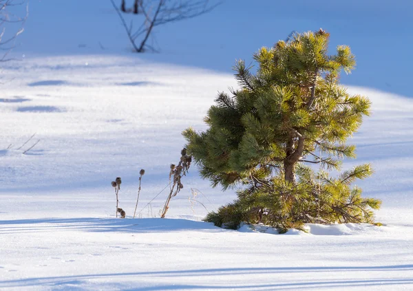 Kleine Junge Einsame Kiefer Auf Der Bergabfahrt Die Von Schnee — Stockfoto