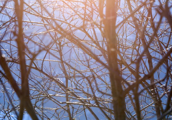 Imagem Natureza Inverno Ramos Árvore Fecham Iluminados Pela Luz Solar — Fotografia de Stock
