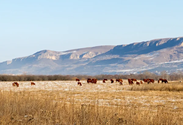 Vacas pastando prado de inverno — Fotografia de Stock