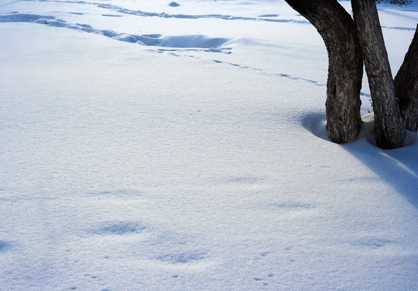 Pnie Drzew Śnieg Chropowatości Powierzchni Lub Wzór Światło Cień Jak — Zdjęcie stockowe