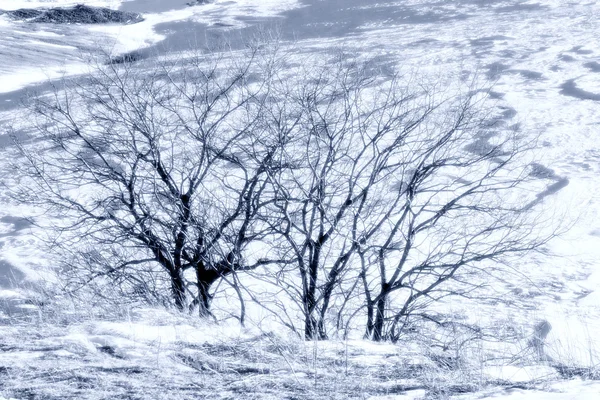 Säsongsbetonat Vinter Bild Berglandskap Med Träd Mörka Silhuetter Snöig Berg Stockfoto