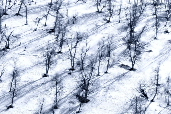 Seasonal Nature Winter Image Mountain Landscape Trees Dark Silhouettes Snowy — Stock Photo, Image