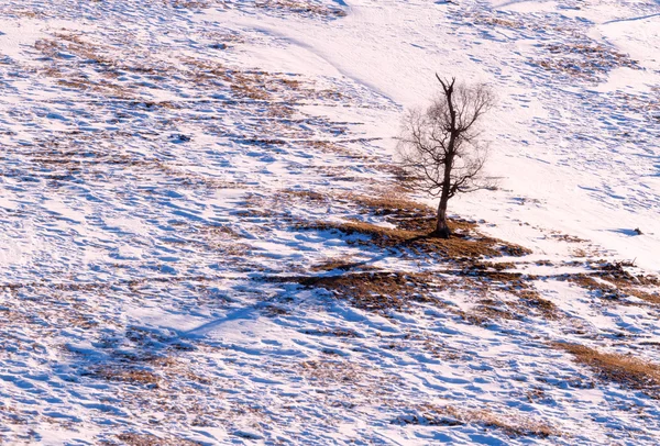 Immagine Invernale Della Natura Stagionale Paesaggio Montano Con Albero Silhouette — Foto Stock