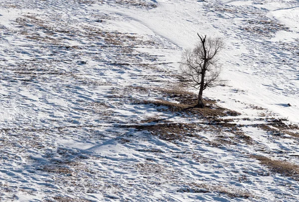 Snow Drzewo wzór — Zdjęcie stockowe