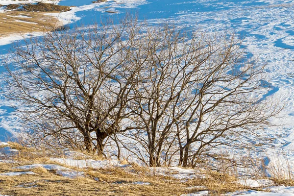 Schnee Winterbäume — Stockfoto