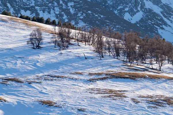 Montanhas árvores de inverno — Fotografia de Stock