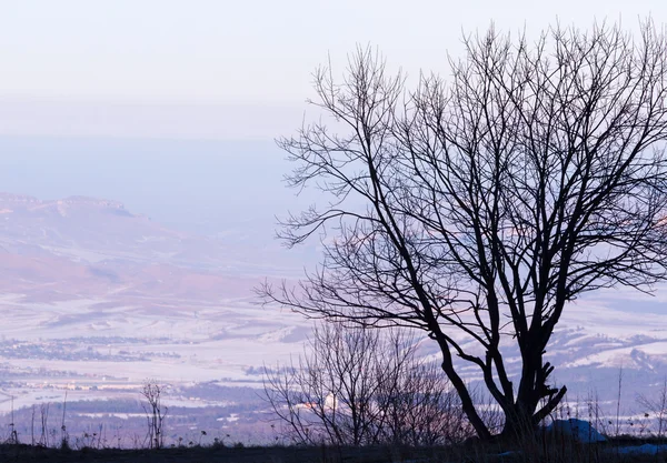 Tree silhouette — Stock Photo, Image