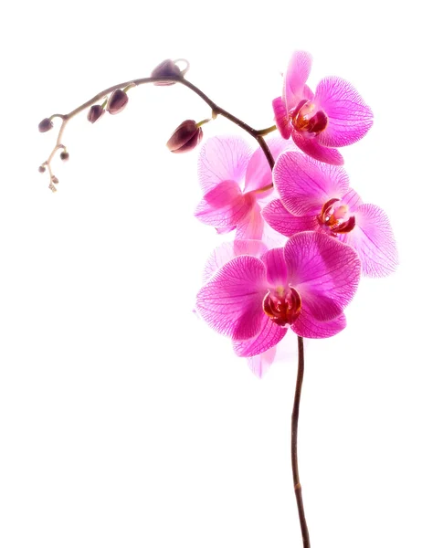 Orquídea rosa isolado branco — Fotografia de Stock