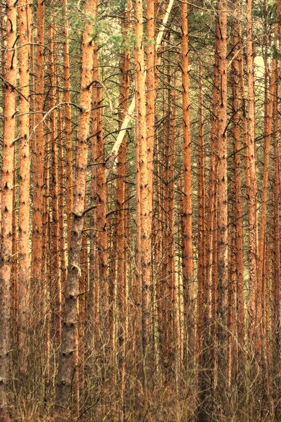 Pine trunks pattern — Stock Photo, Image