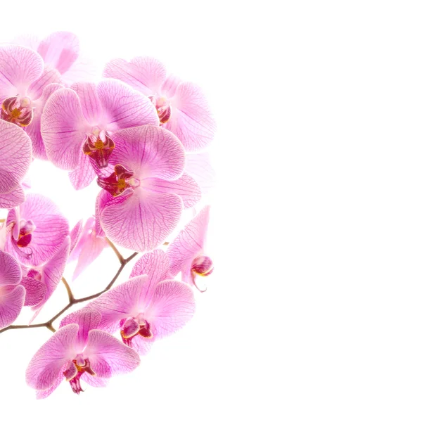 Rahmen Orchidee isoliert weiß — Stockfoto