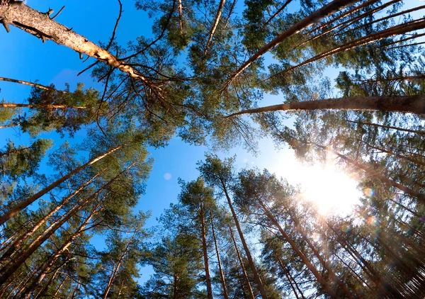 Pine forest sun Royalty Free Stock Photos