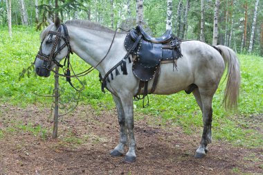 Saddled horse clipart
