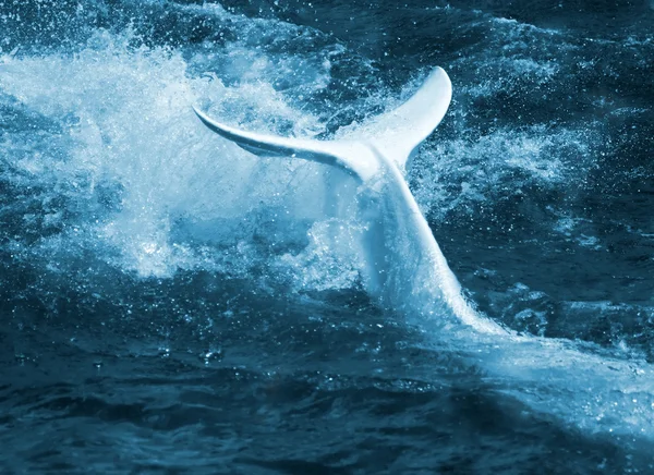 Bílá velryba ocasní ploutev — Stock fotografie