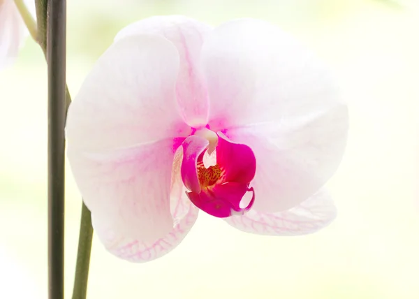 Крупный план цветка орхидей — стоковое фото