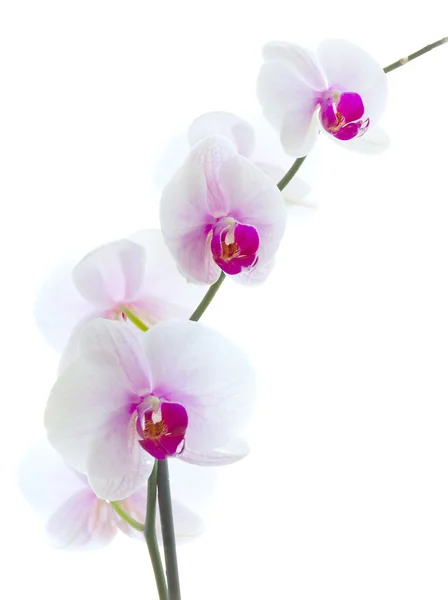Flor de orquídea branca isolada — Fotografia de Stock