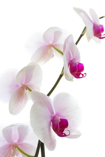 Orchidea isolata bianca — Foto Stock