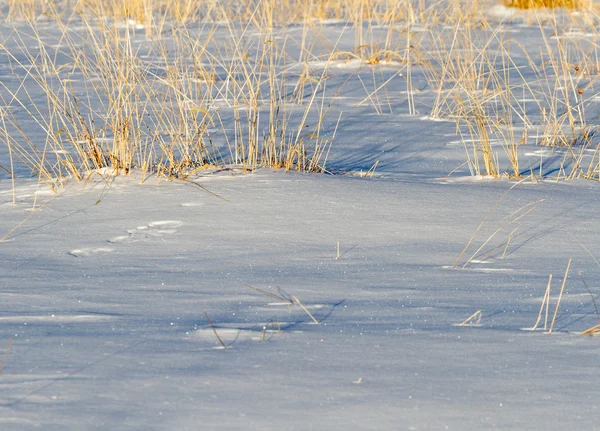 Winter Seasonal Nature Pattern Old Dry Grass Field Snow Texture — Stock Photo, Image