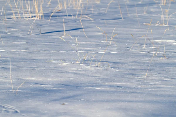 Snow dry grass — Stock Photo, Image