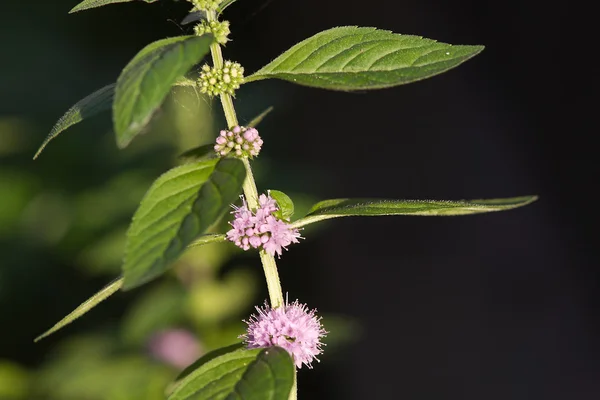 Menta közelről — Stock Fotó