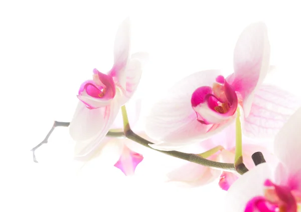 Orchid blommor isolerade vit — Stockfoto