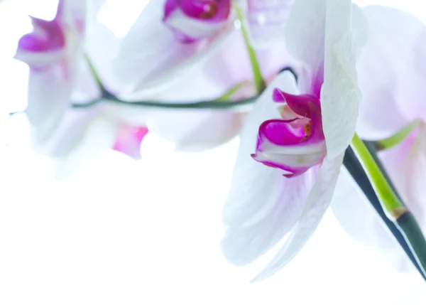 Fiori del Orchid bianchi isolati — Foto Stock