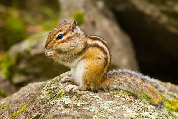 Altaj: chipmunk tamias sibiricus — Stockfoto