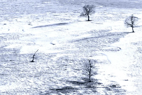 Snow field trees — Stock Photo, Image