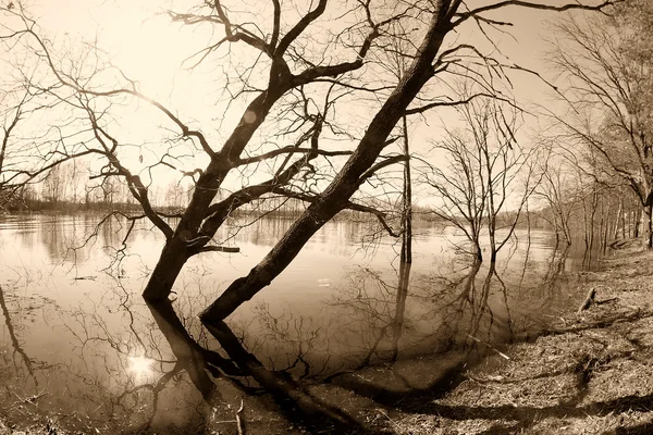 Krajobraz Sepii Nieba Słońce Drzew Stojących Zalanych Rzeka Czasu Gałązką — Zdjęcie stockowe