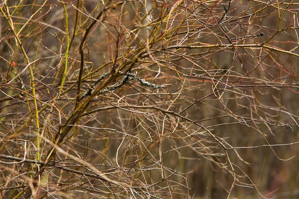 Anstrato Natural Fundo Primavera Com Ramos Arbusto Botões Jovens Sobre — Fotografia de Stock