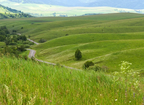 Алтайский Край Фото