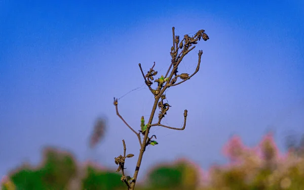 Bahar mevsimi nedeniyle, henüz yeni yapraklarla yetişmeyen ağaç tomurcukları. İlkbahar ortamına sarılı örümcek ağı