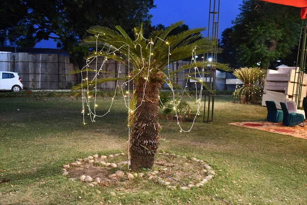 Bahçenin ortasındaki palmiye ağacının ışıkları çok parlaktır. Üzerine hurma ağacı konmuştur.