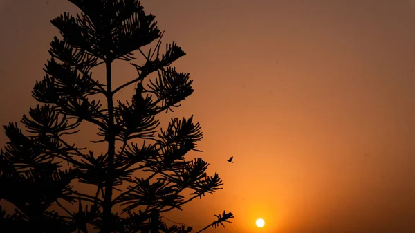 sunset scene in which birds are seen flying near the sun in the silhouette behind the Christmas tree