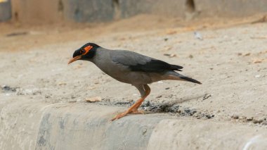 Myna Bankası, bu kuş Hindistan ve diğer ülkelerde büyük miktarlarda bulunur. Myna bir kuş, sığırcık familyasına ait.