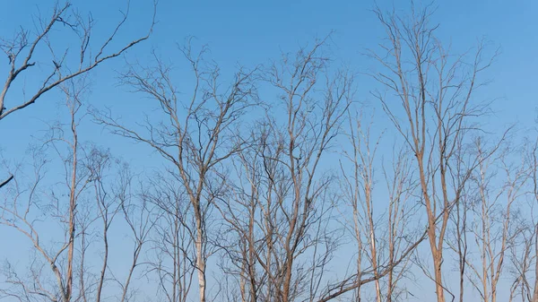 Arka planda mavi gökyüzü ile birbirine bağlı bir sürü Hardwood ağacı var.