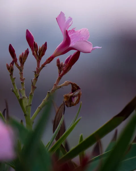 Bu dünyada tek başına parlayan Pembe zambak çiçekleri.