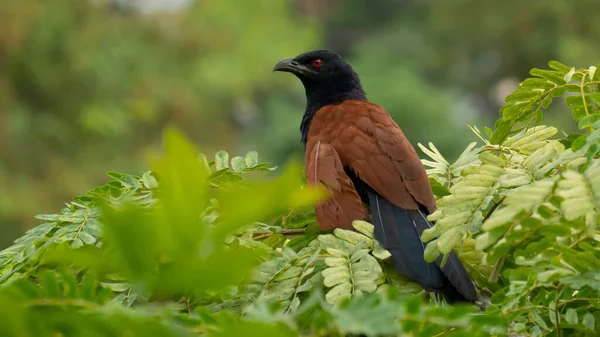 Daha büyük Coucal Bird Guguk Kuşu 'na ait. Ağaca oturup kafanın önüne kırmızı kanlı gözlerle bakar.