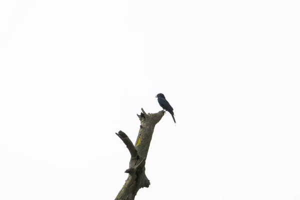 Karga bebek tahta bir sandıkta ya da tahta bir blokta tek başına oturuyor Gökyüzünün arkasında berrak beyaz izole