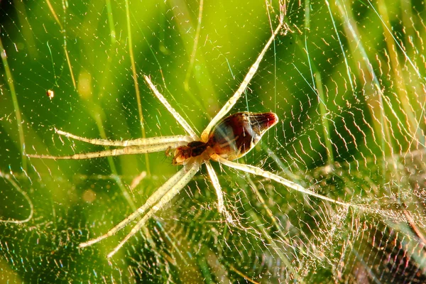 Αράχνη στον ιστό — Φωτογραφία Αρχείου