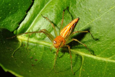 Yeşil yapraklı örümcek