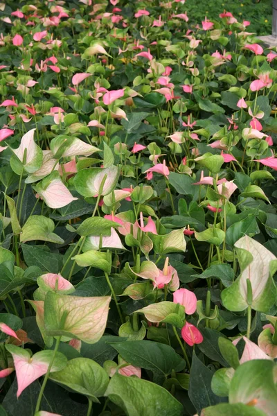 Flamingo çiçek bitki