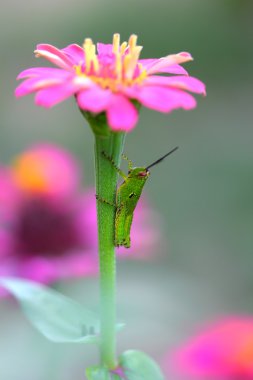 Çiçek yeşil çekirge