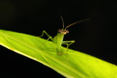 peygamber devesi üzerinde yaprak yeşil