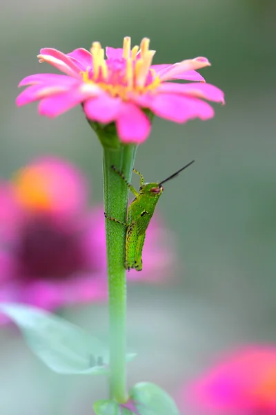 Saltamontes verde en flor — Foto de Stock